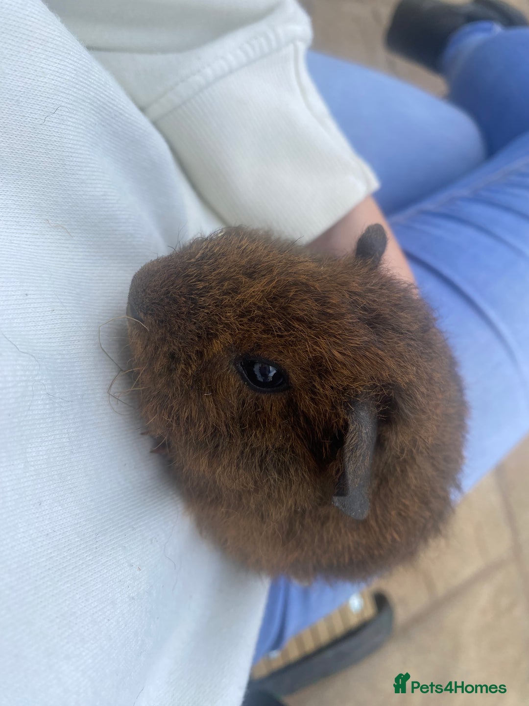 Guinea Pig rodents for sale: beautiful baby guinea pigs - Image 5