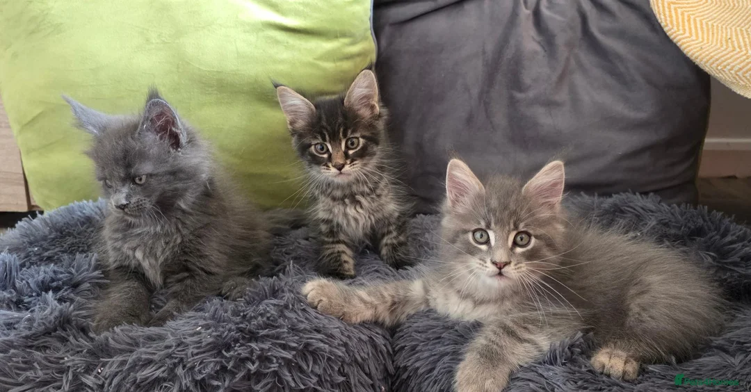 Maine Coon cats for sale: Maine coon kitten  - Advert 1