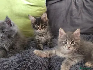 Maine Coon cats Maine coon kitten - Advert 1