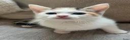 Mixed Breed cats for sale: 2 FEMALE KITTENS in Llanrwst - Advert 2