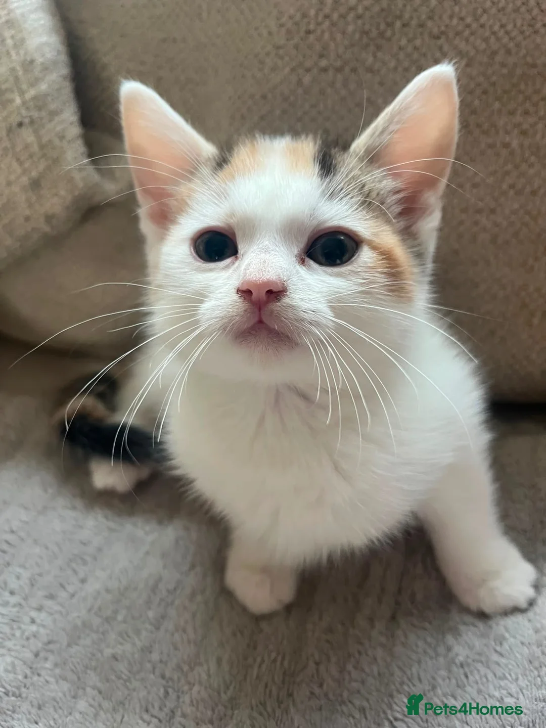 Mixed Breed cats for sale: 2 FEMALE KITTENS in Llanrwst - Advert 2