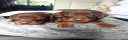 Miniature Dachshund dogs for sale: KC Miniature Dachshund Puppies for sale - Advert 2