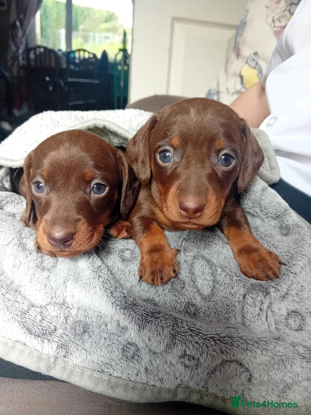 Miniature Dachshund dogs for sale: KC Miniature Dachshund Puppies for sale - Advert 2