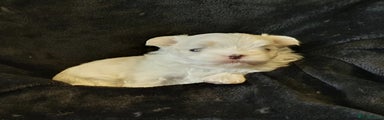 Maltese Puppy 2