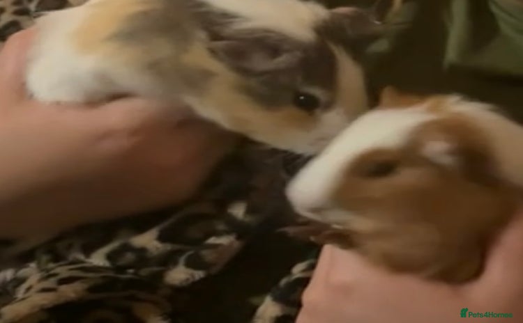 Guinea Pig rodents - Advert 4