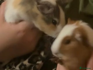 Guinea Pig rodents for sale - Advert 1