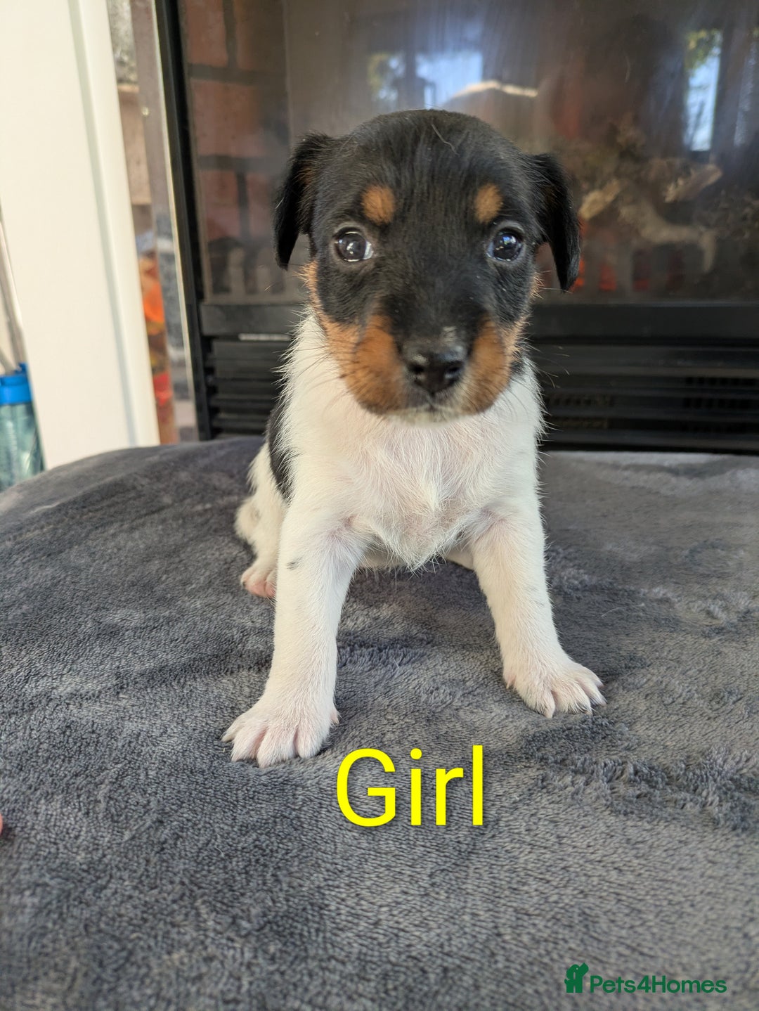 Jack Russell dogs for sale: Pure Jackrussells  - Advert 6
