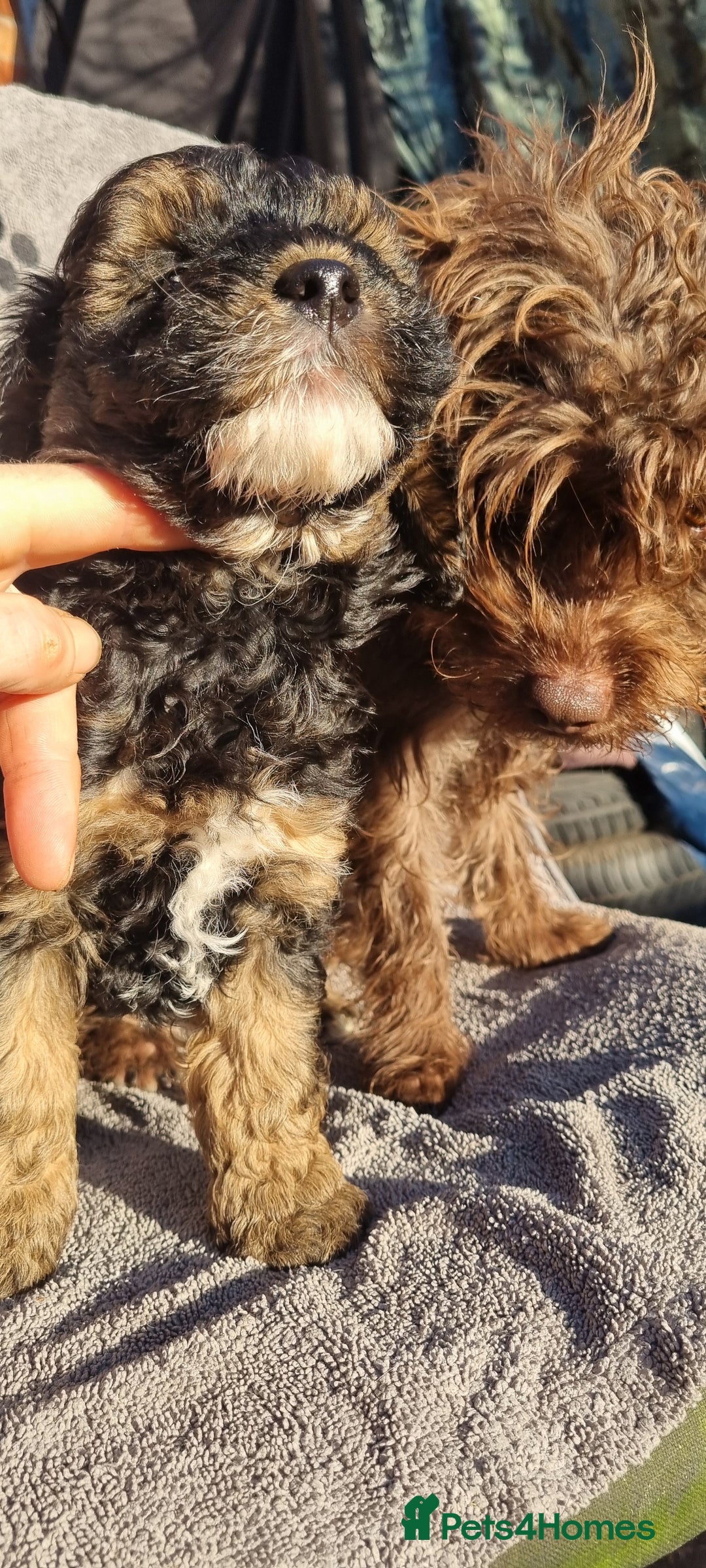 Westiepoo dogs for sale: WESTIEPOOS MAGiCAL X's SUPER SMOOTH SILKY n SOFT - Advert 11