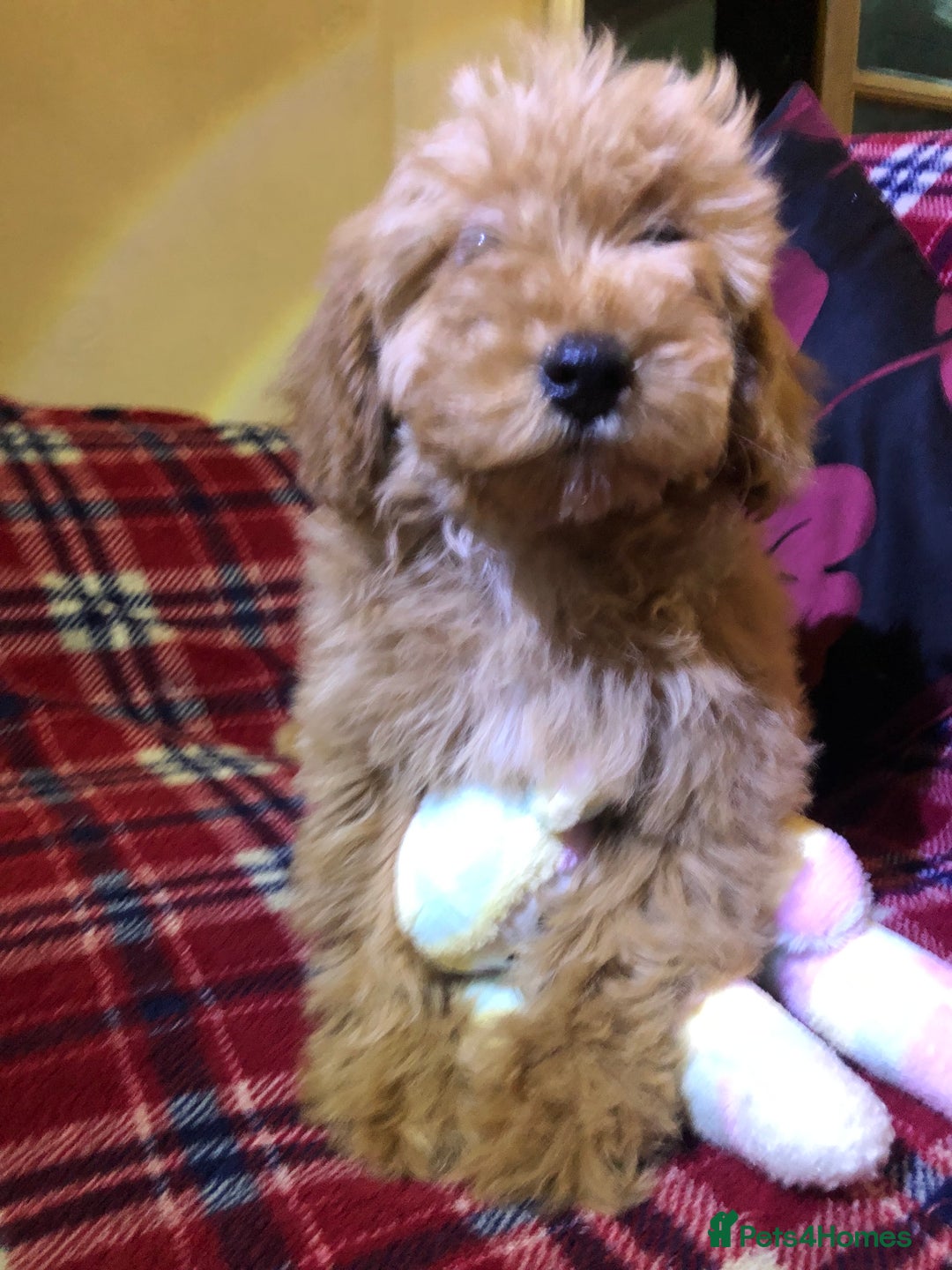 Cockapoo dogs for sale: Cockapoo puppies for sale  - Advert 28