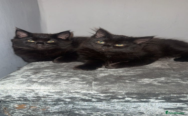 Norwegian Forest Cat cats Kittens - Advert 1