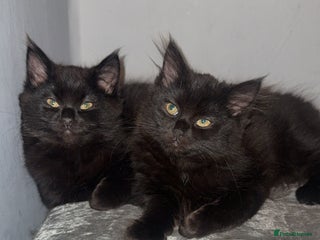 Norwegian Forest Cat cats Kittens - Advert 2