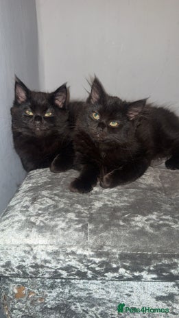 Norwegian Forest Cat cats Kittens - Advert 1