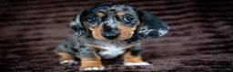 Miniature Dachshund dogs for sale: Stunning Mini Dachshunds. - Advert 7