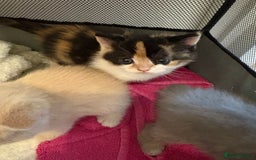 Mixed Breed cats for sale: Beautiful Ragdoll x British short kittens  - Advert 6