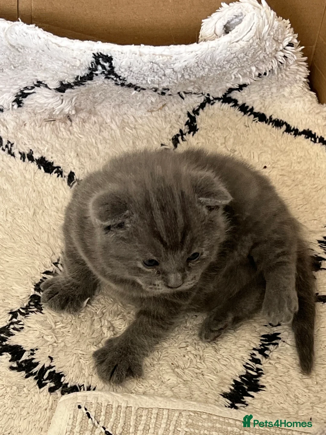 British Shorthair cats for sale: My Likac British Shorthair Queen has had 2 kittens in Worthing - Advert 16