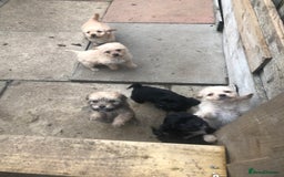 Jackapoo dogs for sale: 6 beautiful jackapoo pups - Image 6