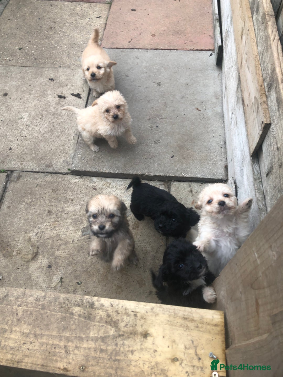 Jackapoo dogs for sale: 6 beautiful jackapoo pups - Image 6