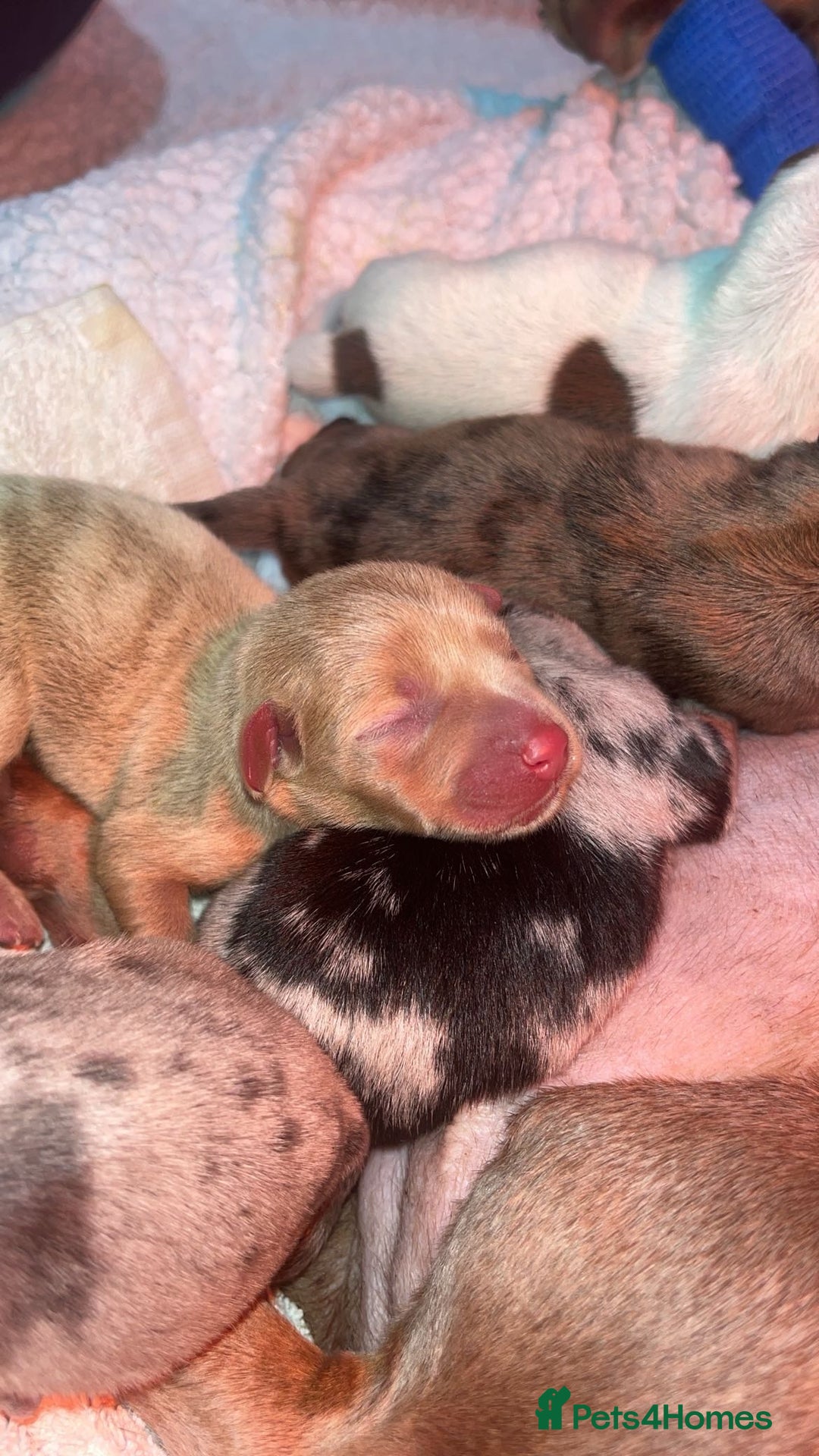 Mixed Breed dogs for sale: Adorable Dameranian puppy’s  - Advert 5