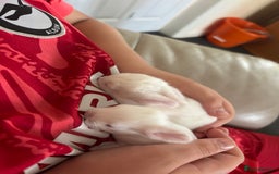 Dwarf Lop rabbits for sale: Baby bunnies - Image 2
