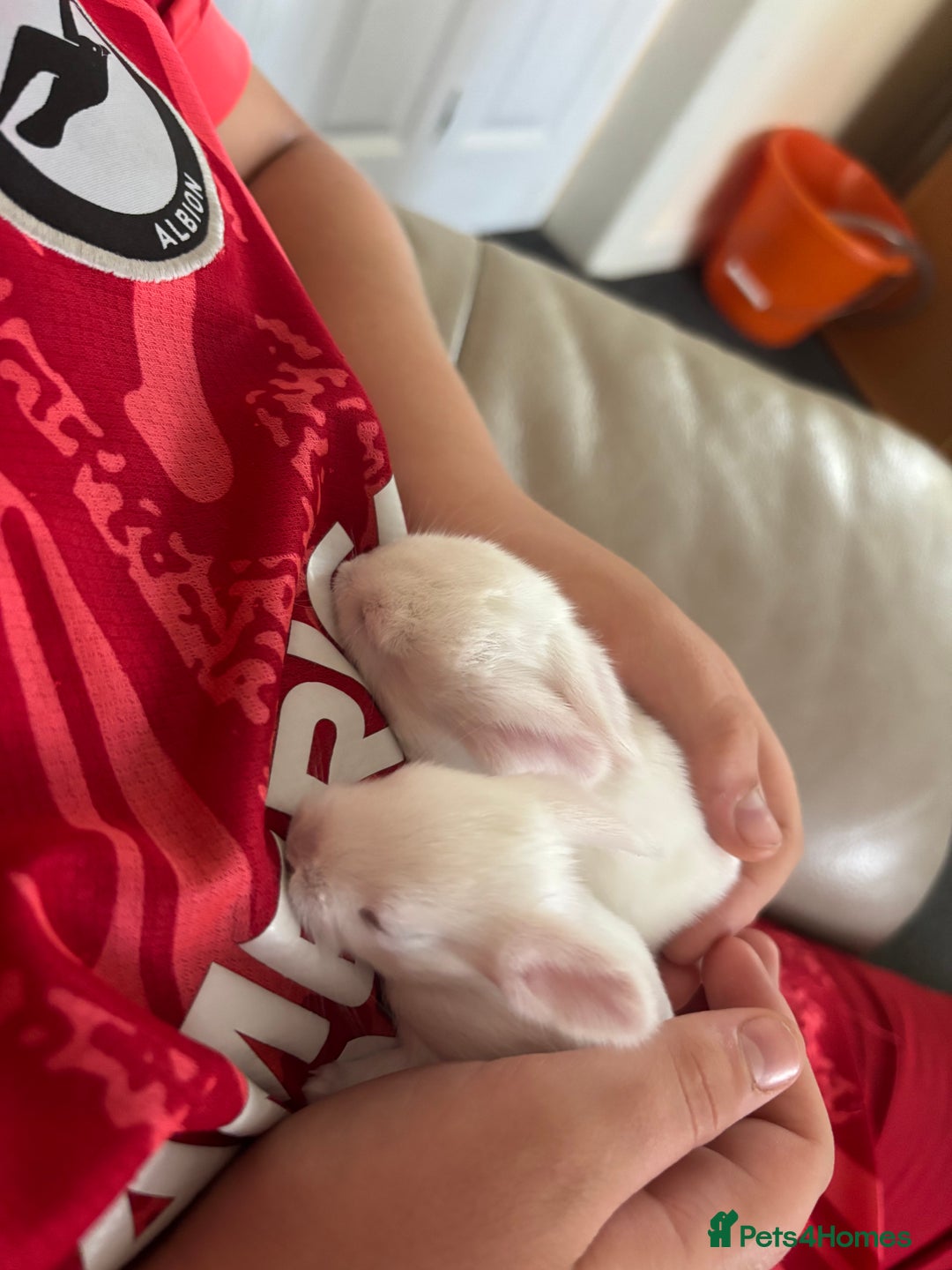 Dwarf Lop rabbits for sale: Baby bunnies - Image 2