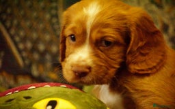 Cocker Spaniel dogs for sale: Working cocker spaniels  - Image 4