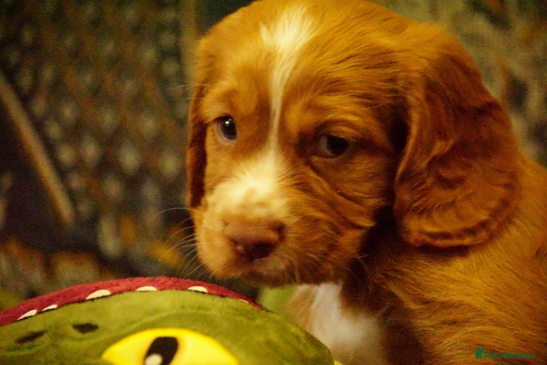 Cocker Spaniel dogs for sale: Working cocker spaniels  - Image 4