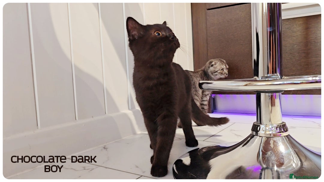 British Shorthair cats for sale: Chocolate Brown British Blue and Grey Fold Boys - Image 4