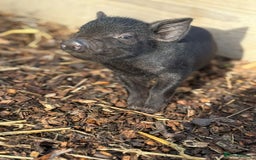 Pig livestock for sale: Stunning Mini Pigs - Image 8