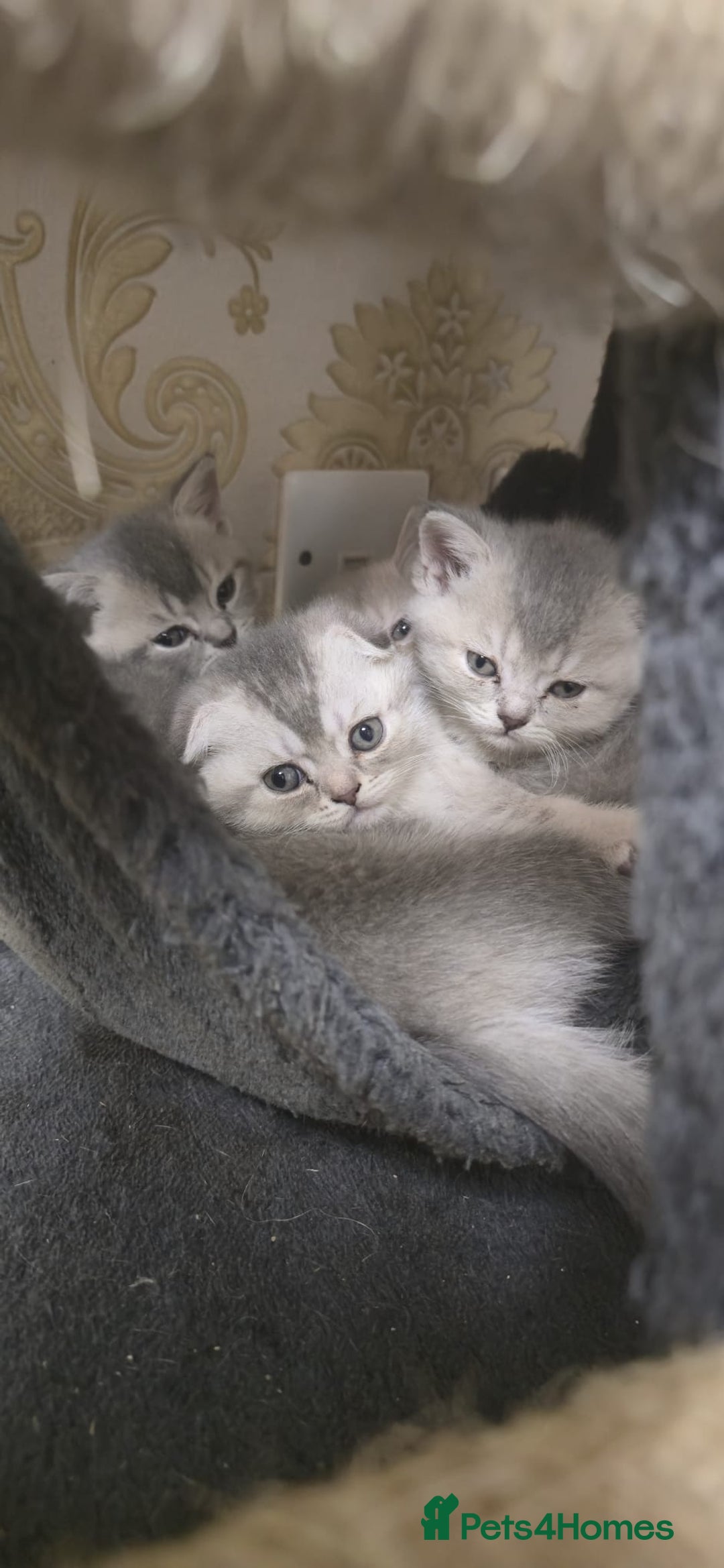 Scottish Fold cats for sale: Ready to leave cute kittens  - Image 5