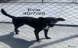Mixed Breed dogs for adoption: Evie, 3 yrs. Available for adoption. - Image 3
