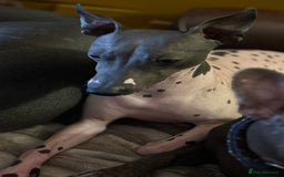 Mexican Hairless dogs for sale: Mexican Hairless, - Image 1