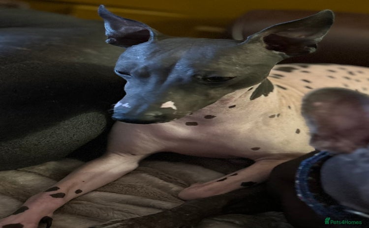 Mexican Hairless dogs - Advert 1