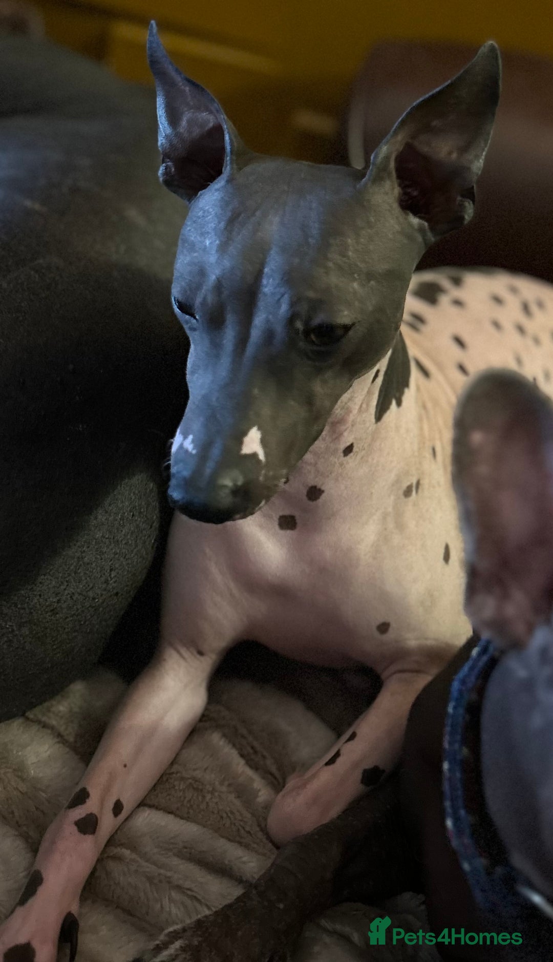 Mexican Hairless dogs for sale: Mexican Hairless, - Image 1