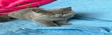 British Shorthair Kitten 3