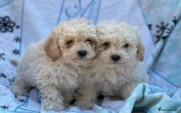 Poochon dogs for sale: Beautiful Poochons  - Image 27