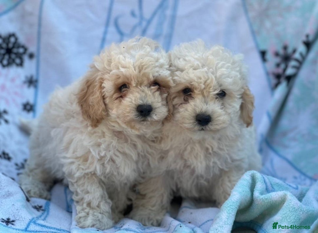 Poochon dogs for sale: Beautiful Poochons  - Image 27