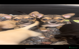 Mixed Breed dogs for sale: Jack Russell cross French bulldog pups ready now  - Advert 2