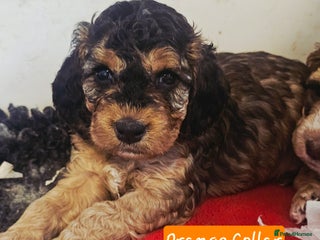 Cockapoo dogs F2 Cockapoo Puppies - Advert 5