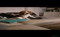 Beagle dogs for sale: (5th gen) pure pedigree beagle puppy - Image 23