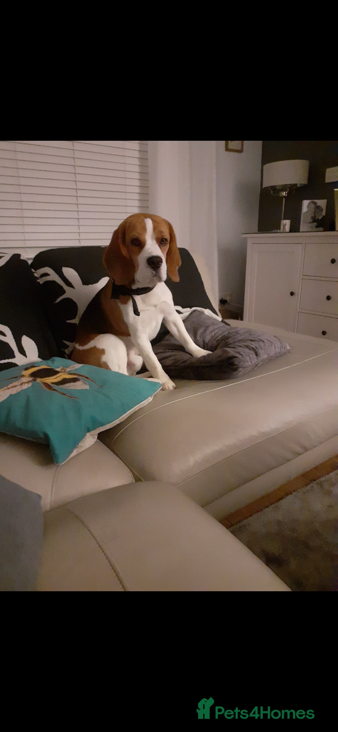 Beagle dogs for sale: (5th gen) pure pedigree beagle puppy - Image 23