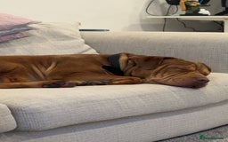 Mixed Breed dogs for sale: Shar Pei and Dogue De Bordeaux Hybrid  - Advert 1