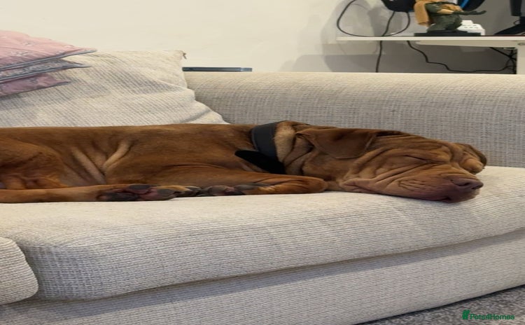 Mixed Breed dogs Shar Pei and Dogue De Bordeaux Hybrid  - Advert 1