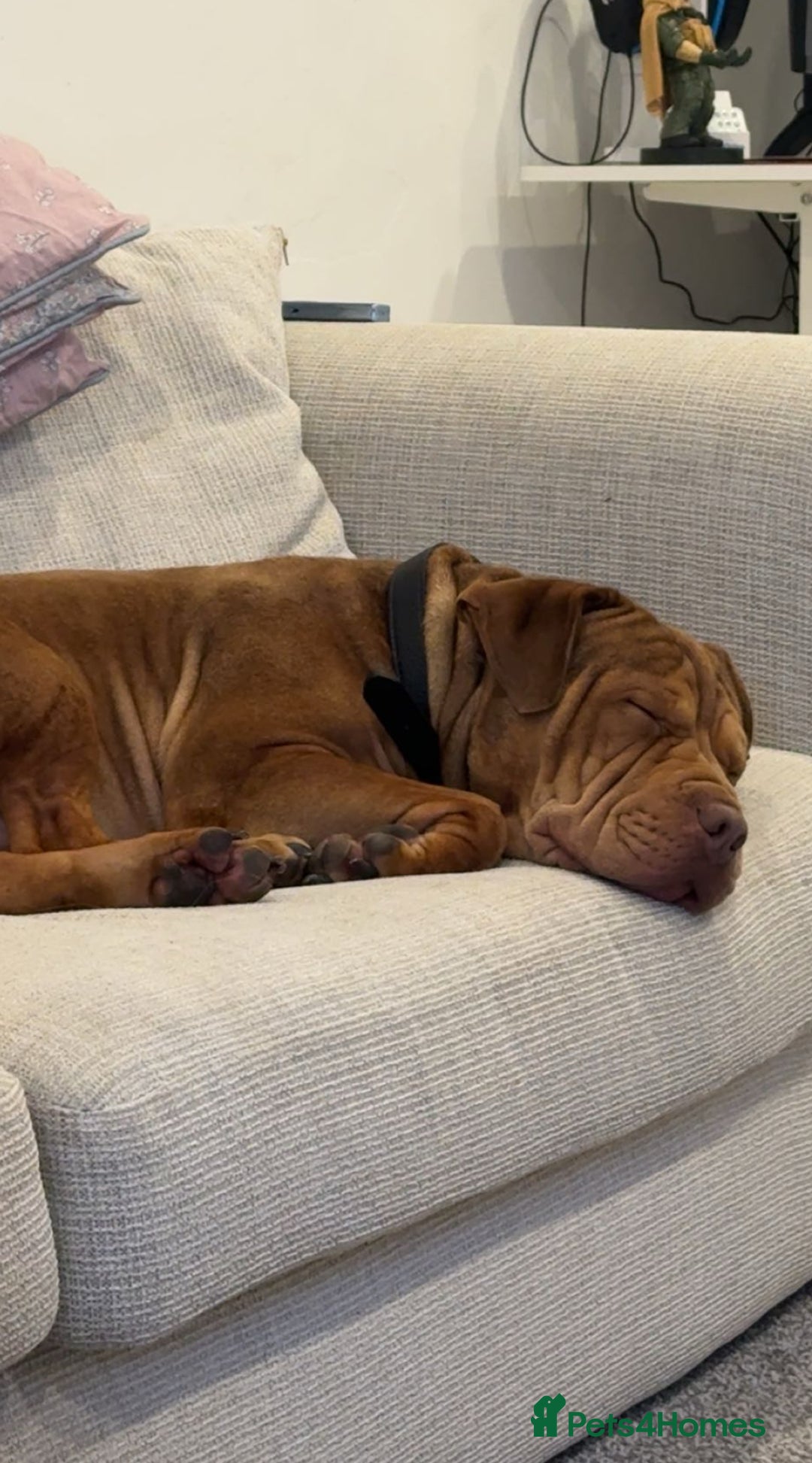 Mixed Breed dogs for sale: Shar Pei and Dogue De Bordeaux Hybrid  - Advert 1