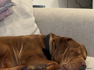 Mixed Breed dogs for sale: Shar Pei and Dogue De Bordeaux Hybrid - Advert 1