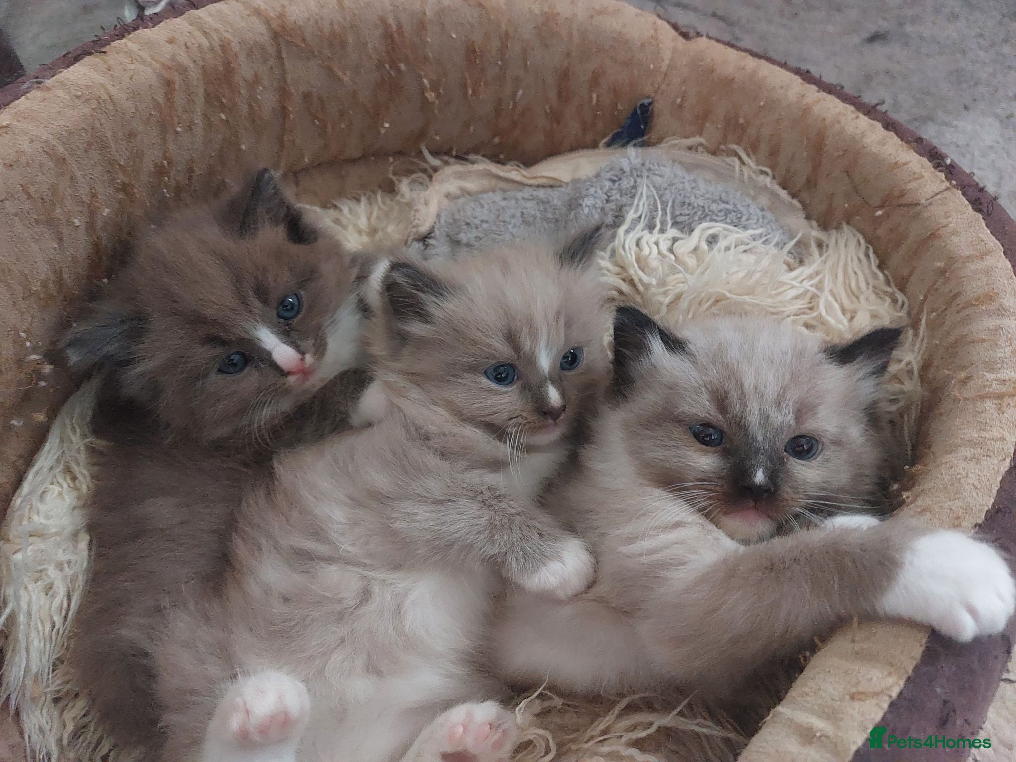 Ragdoll cats RAGDOLL ❤️  STOPPERS - Advert 2