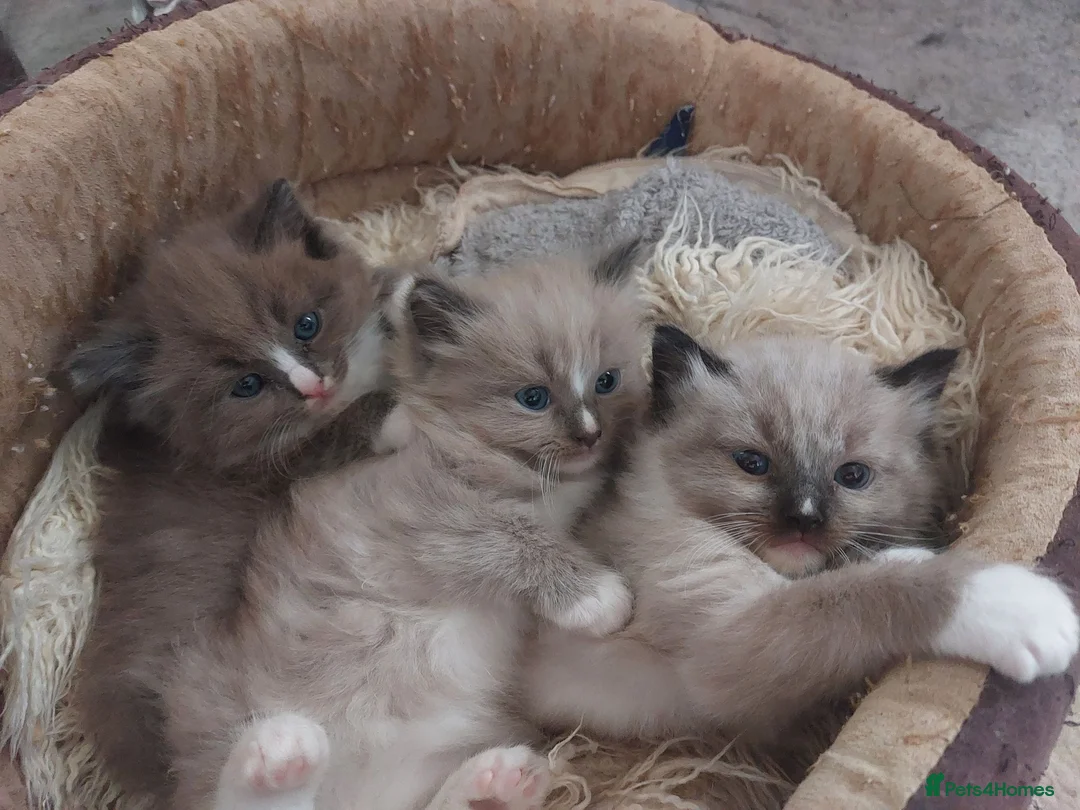 Ragdoll cats for sale: RAGDOLL ❤️  STOPPERS - Advert 2