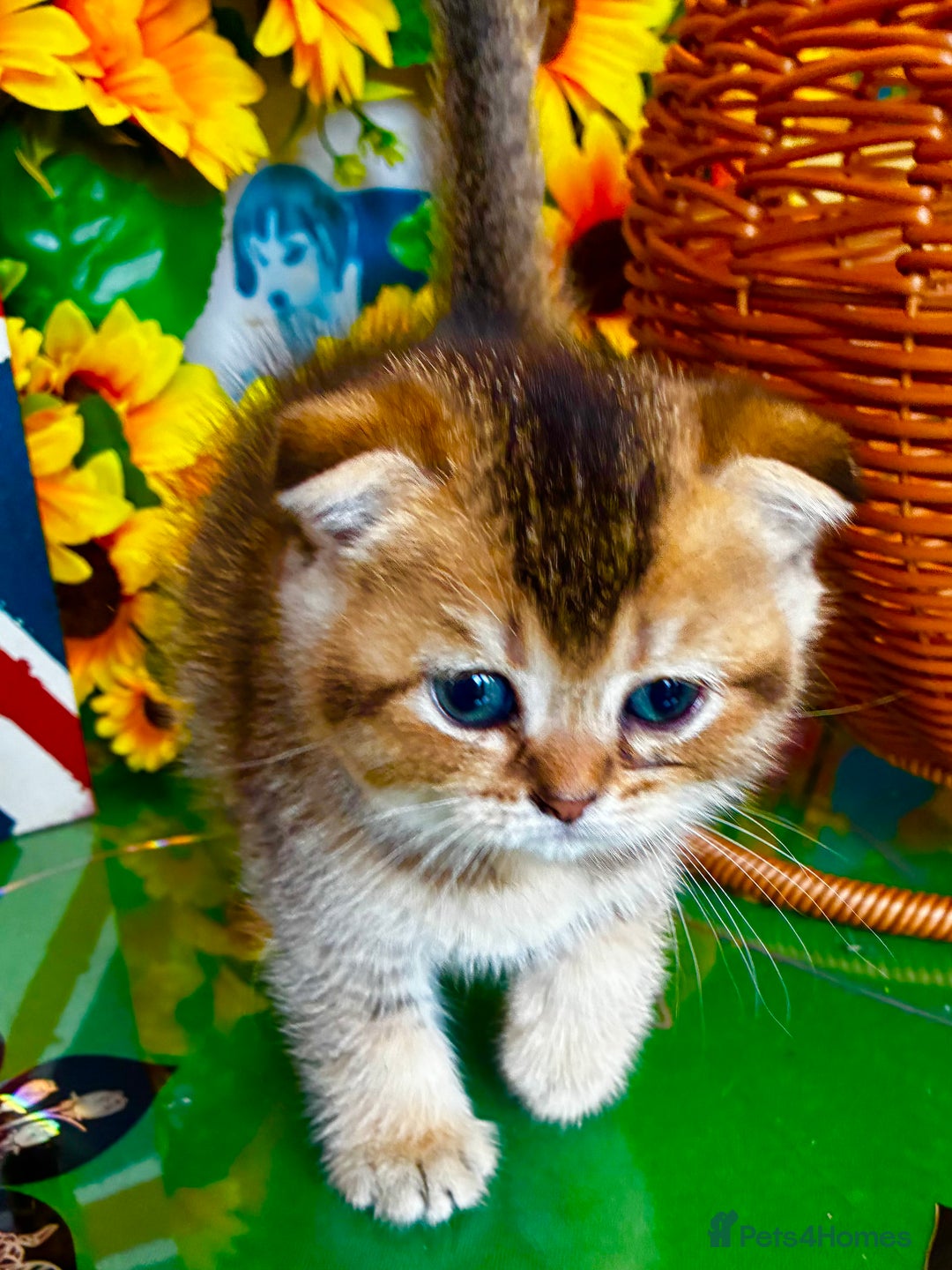 Scottish Fold cats for sale: 5 Scottish Fold Kittens for sale - Advert 10