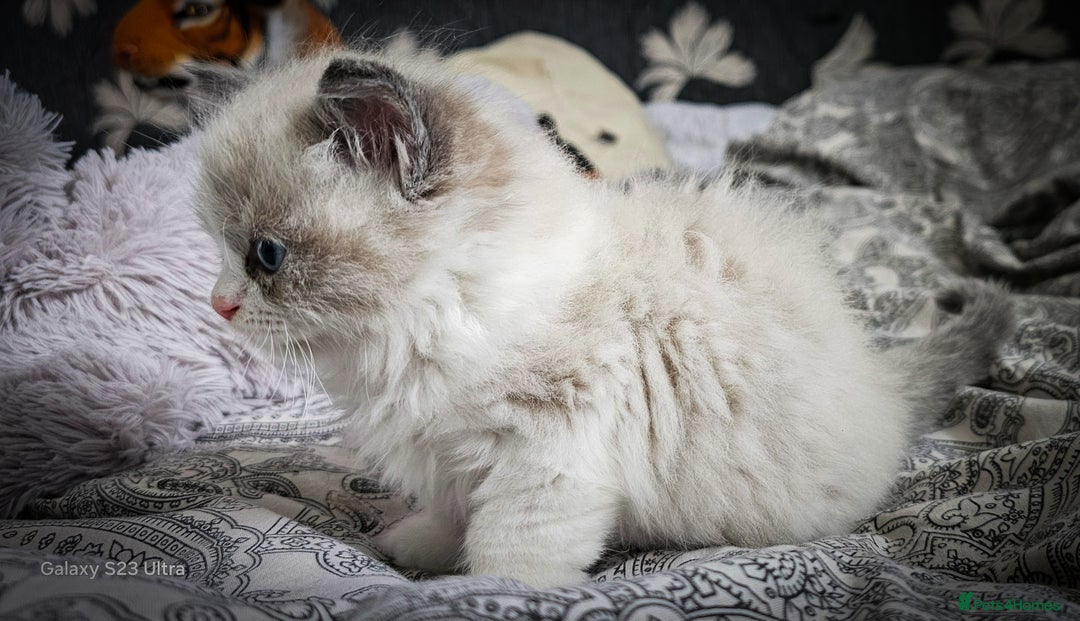 Ragdoll cats for sale: Ragdoll  - Image 6