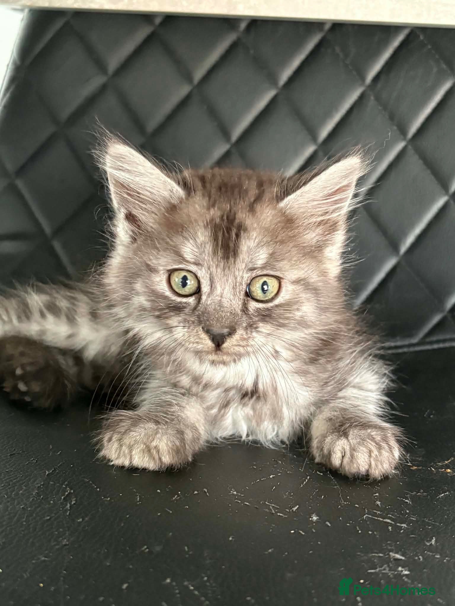 Maine Coon cats ❤️Reduced maincoon kittens ❤️ - Advert 2