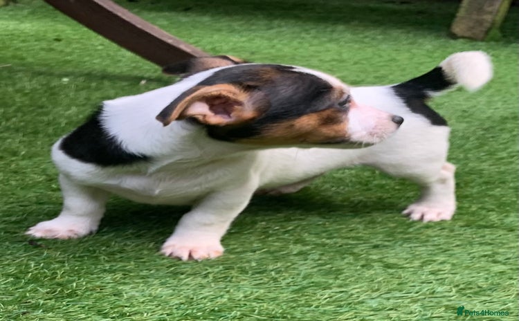 Jack Russell dogs - Advert 3